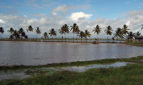 Guyana: Rice Field, and Tractor, and Palm Trees